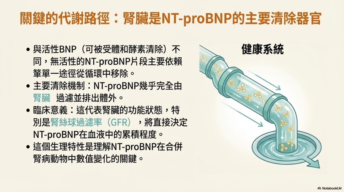 解讀心臟的語言：NT-proBNP 的完整生理學指南圖卡 10
