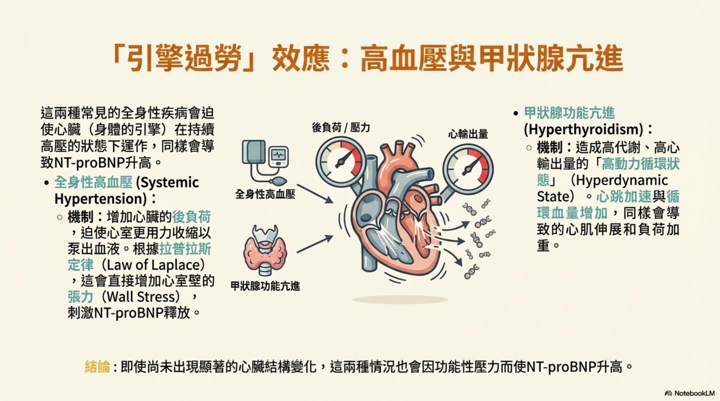 解讀心臟的語言：NT-proBNP 的完整生理學指南圖卡 12