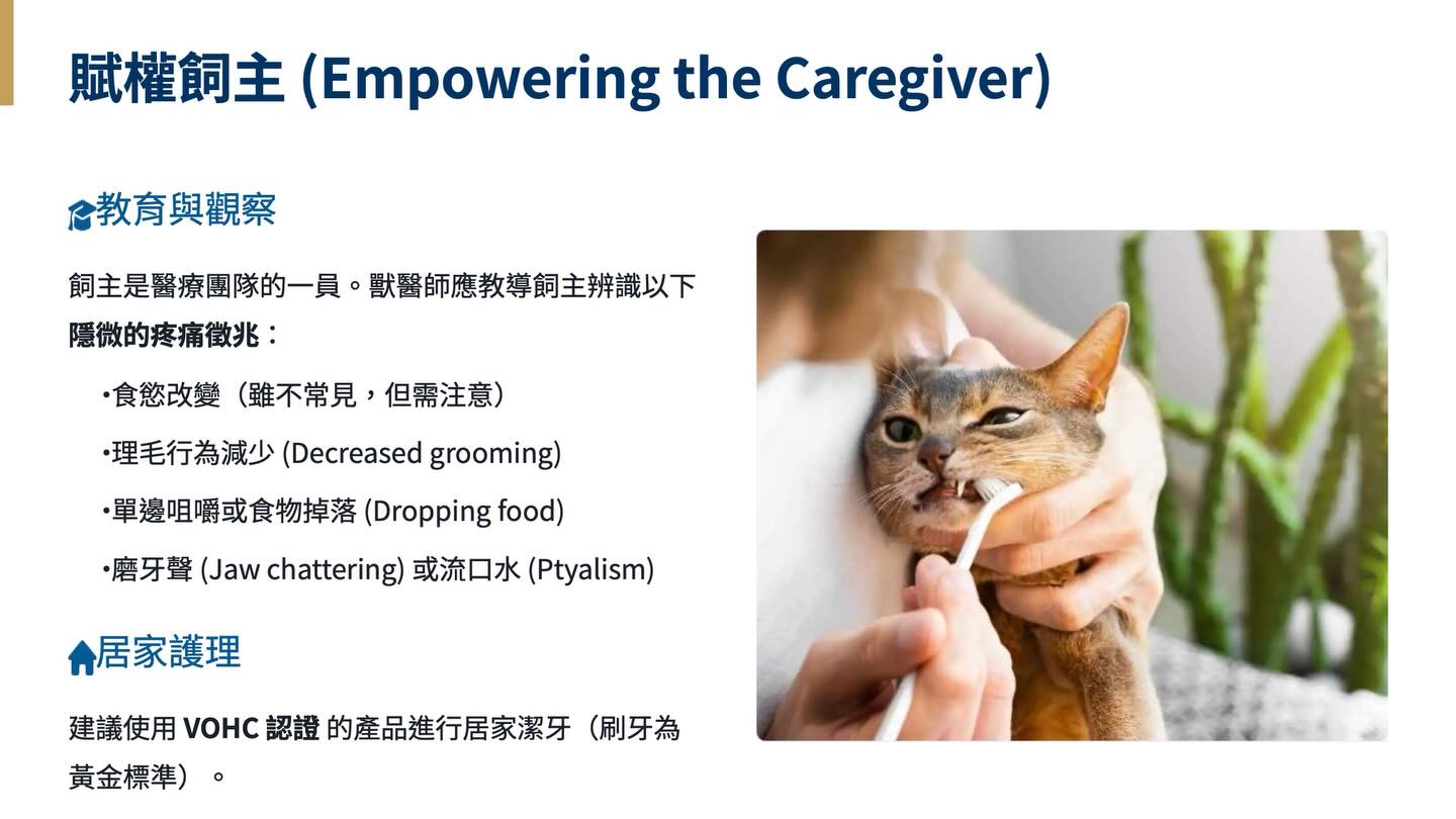 2025 貓口腔健康與牙科護理指引圖卡 3