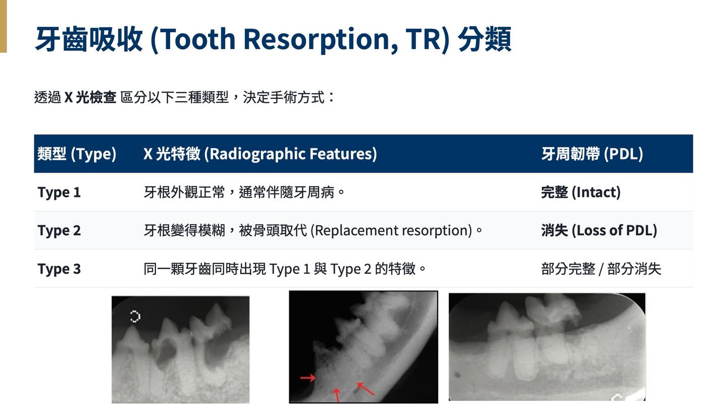 2025 貓口腔健康與牙科護理指引圖卡 10