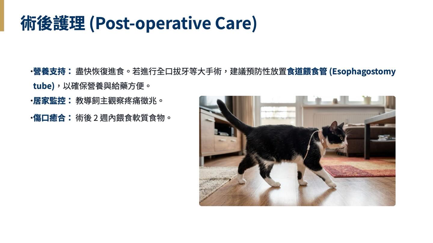 2025 貓口腔健康與牙科護理指引圖卡 19