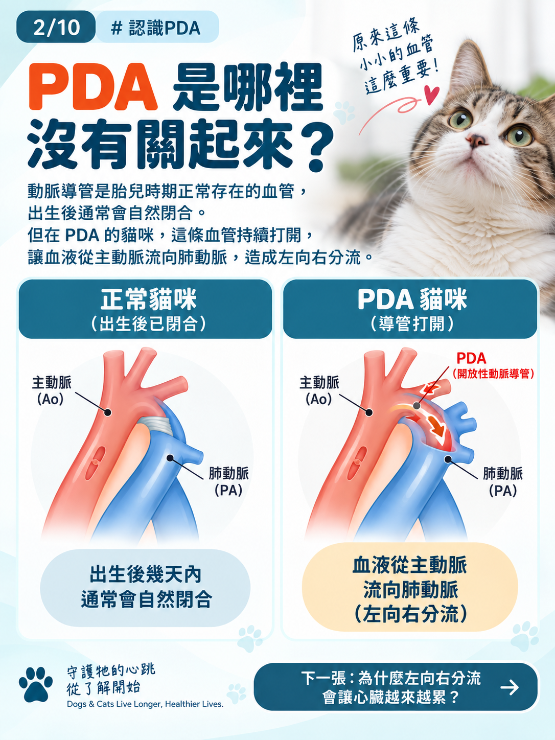 貓咪 PDA｜為什麼建議儘早關閉？，第 2 張：PDA是哪裡沒有關起來