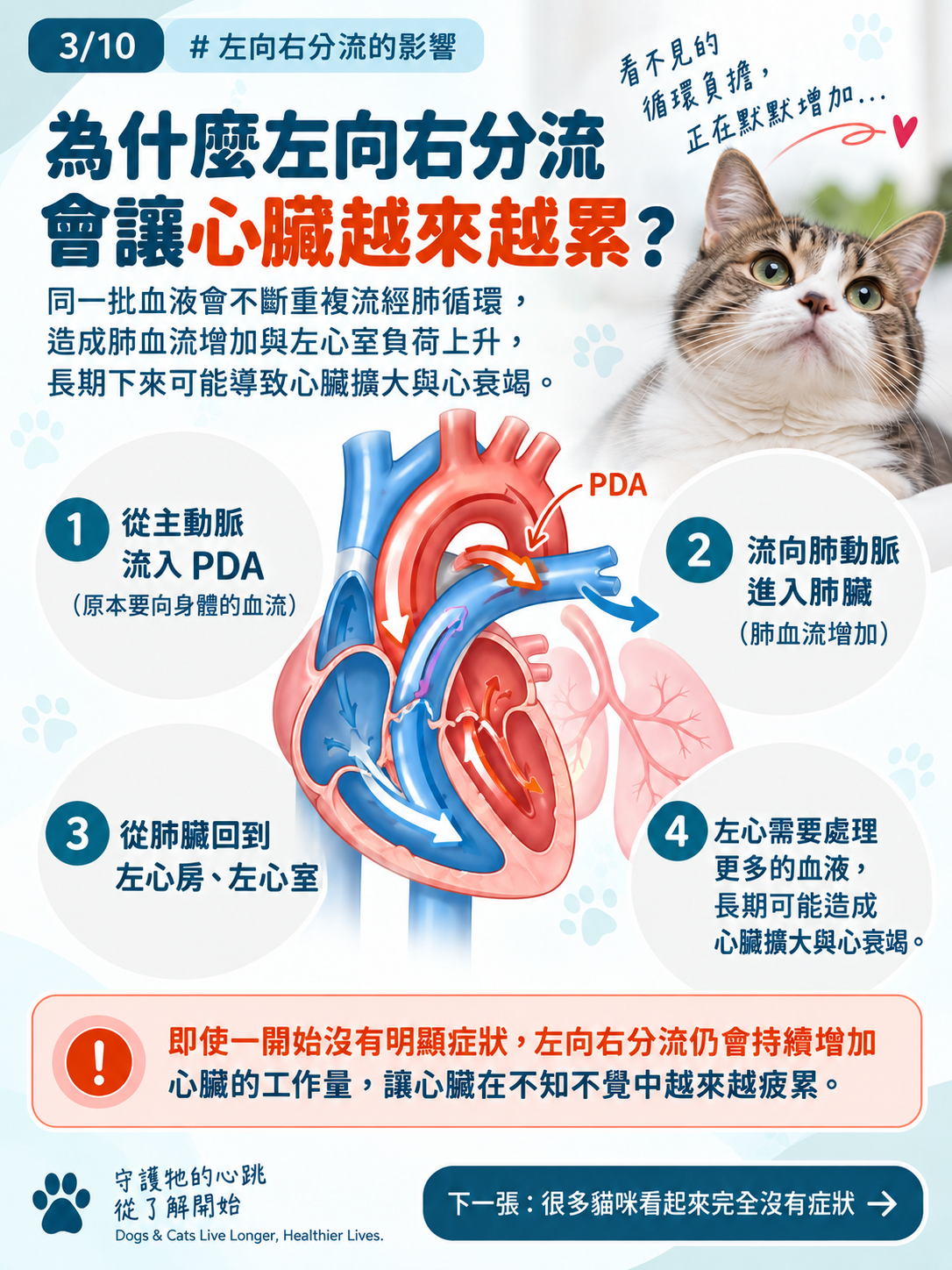 貓咪 PDA｜為什麼建議儘早關閉？，第 3 張：左向右分流 心臟的隱形負擔