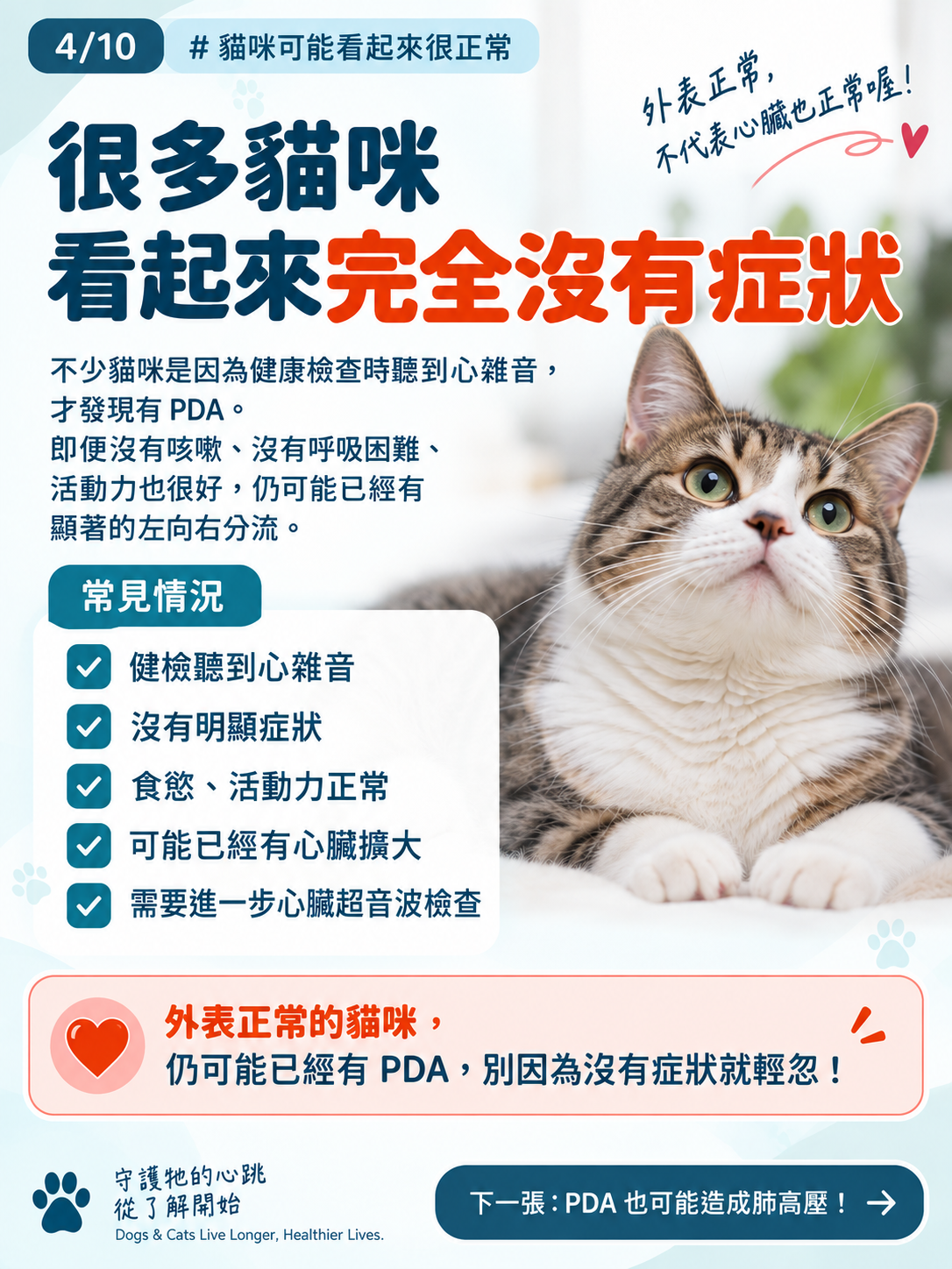 貓咪 PDA｜為什麼建議儘早關閉？，第 4 張：貓咪看起來正常 也要檢查心臟