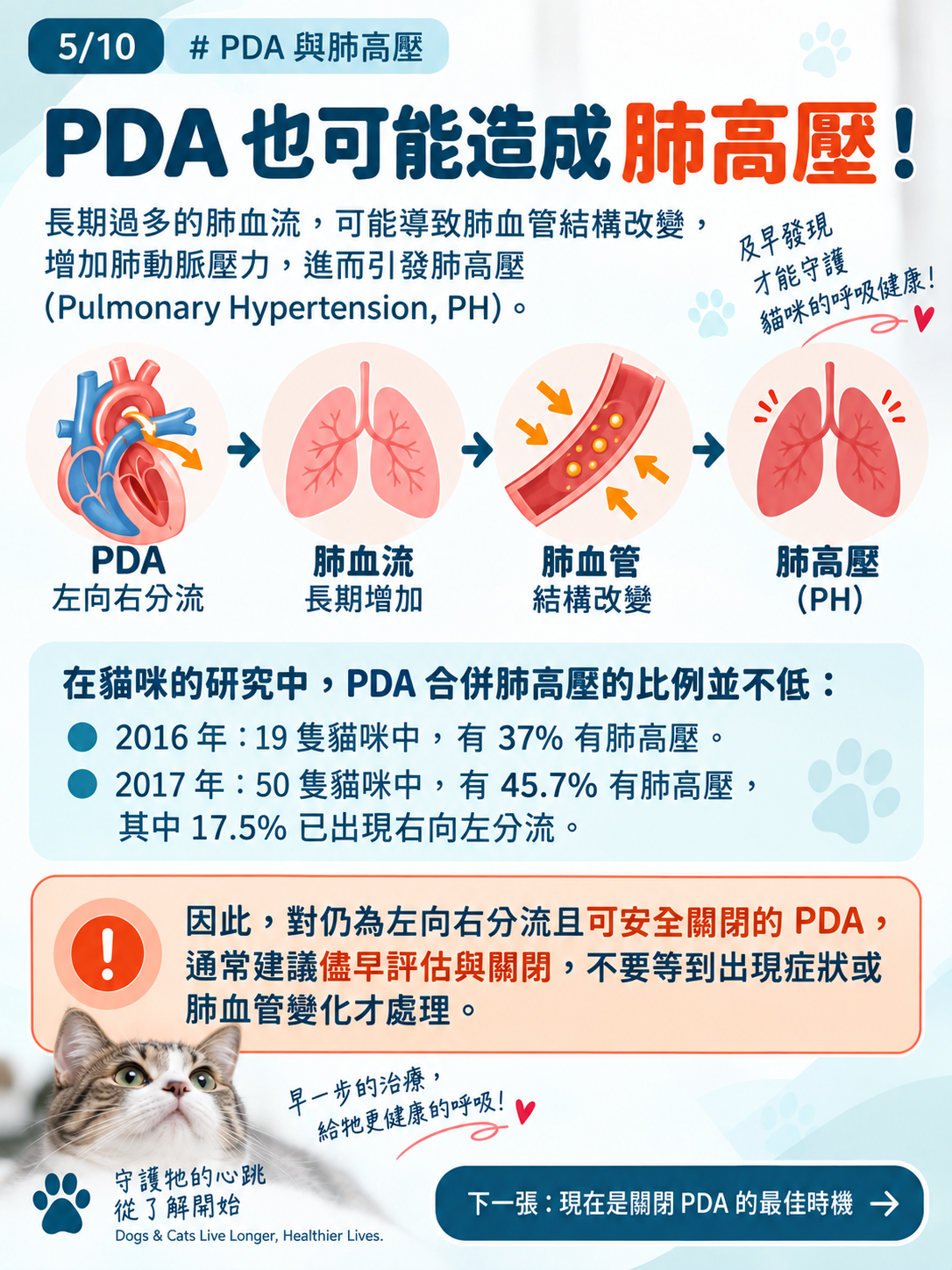 貓咪 PDA｜為什麼建議儘早關閉？，第 5 張：PDA與肺高壓