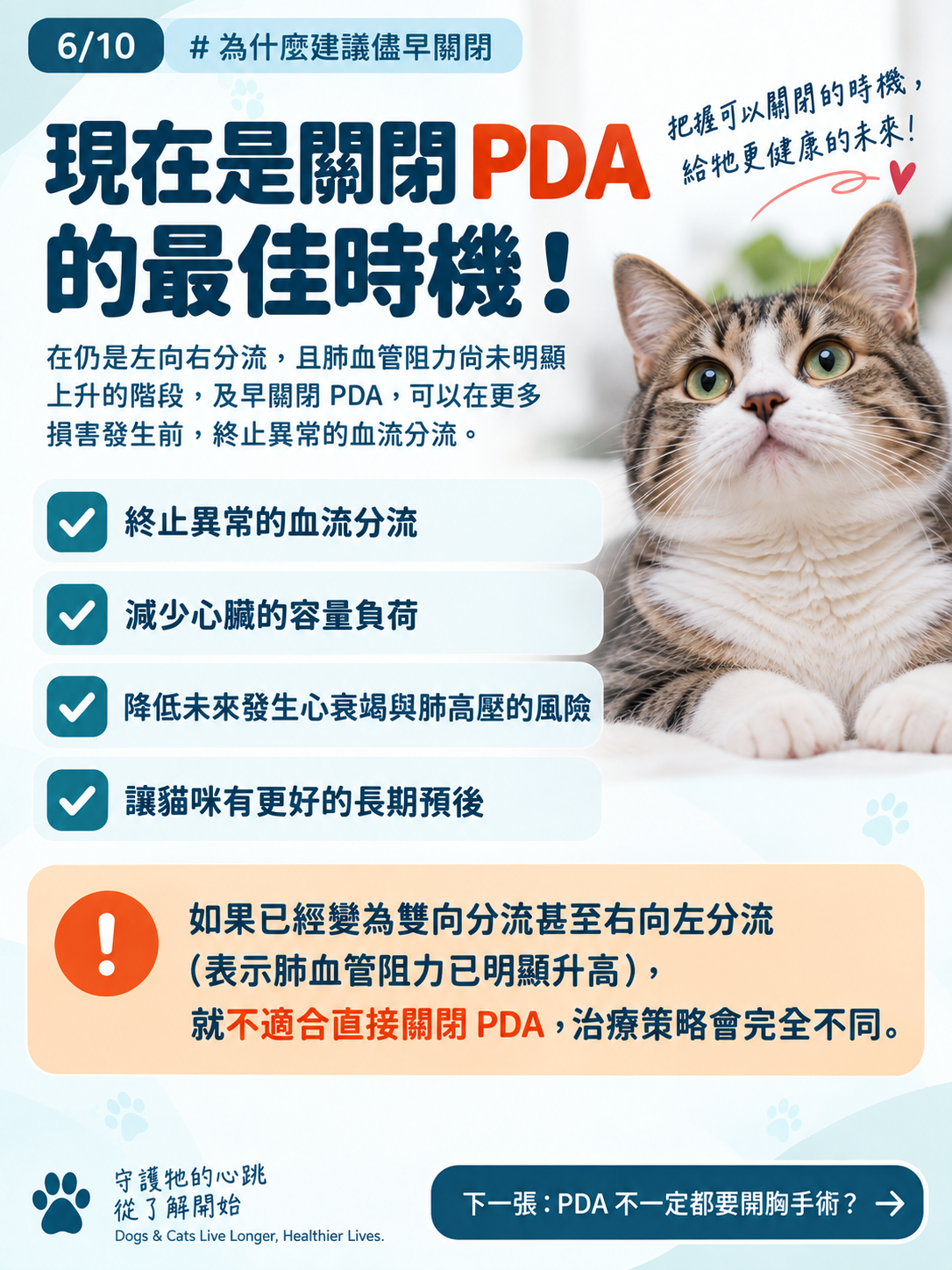 貓咪 PDA｜為什麼建議儘早關閉？，第 6 張：PDA儘早評估與關閉