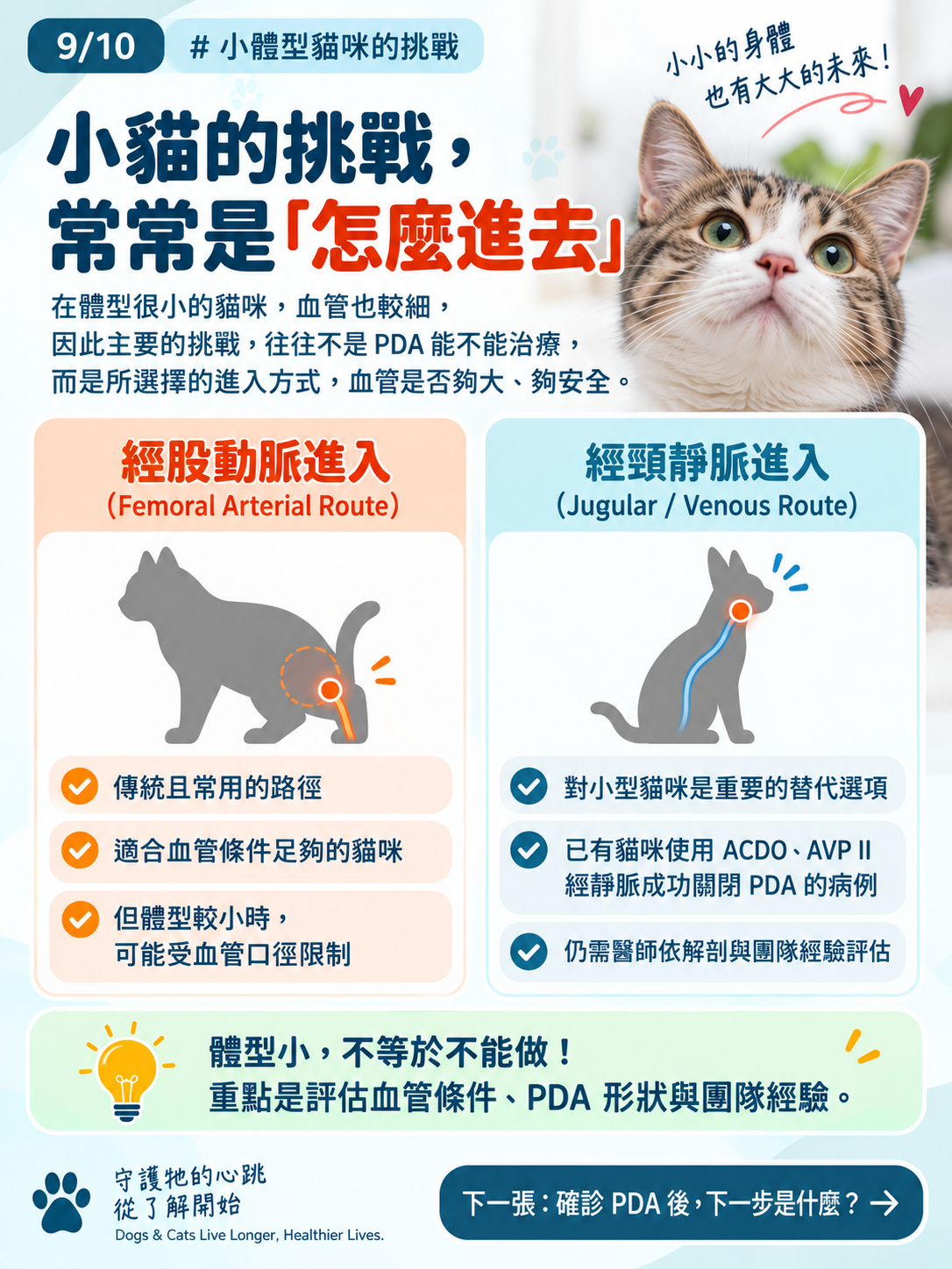 貓咪 PDA｜為什麼建議儘早關閉？，第 9 張：小體型貓咪 血管進入路徑