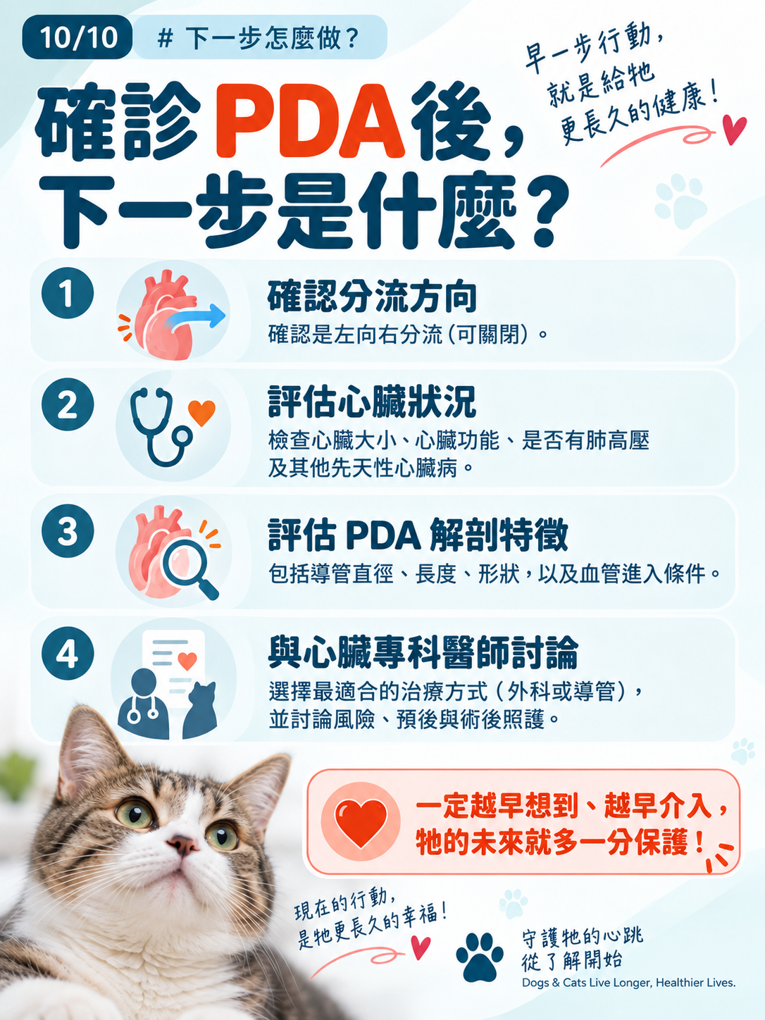 貓咪 PDA｜為什麼建議儘早關閉？，第 10 張：確診PDA後 下一步