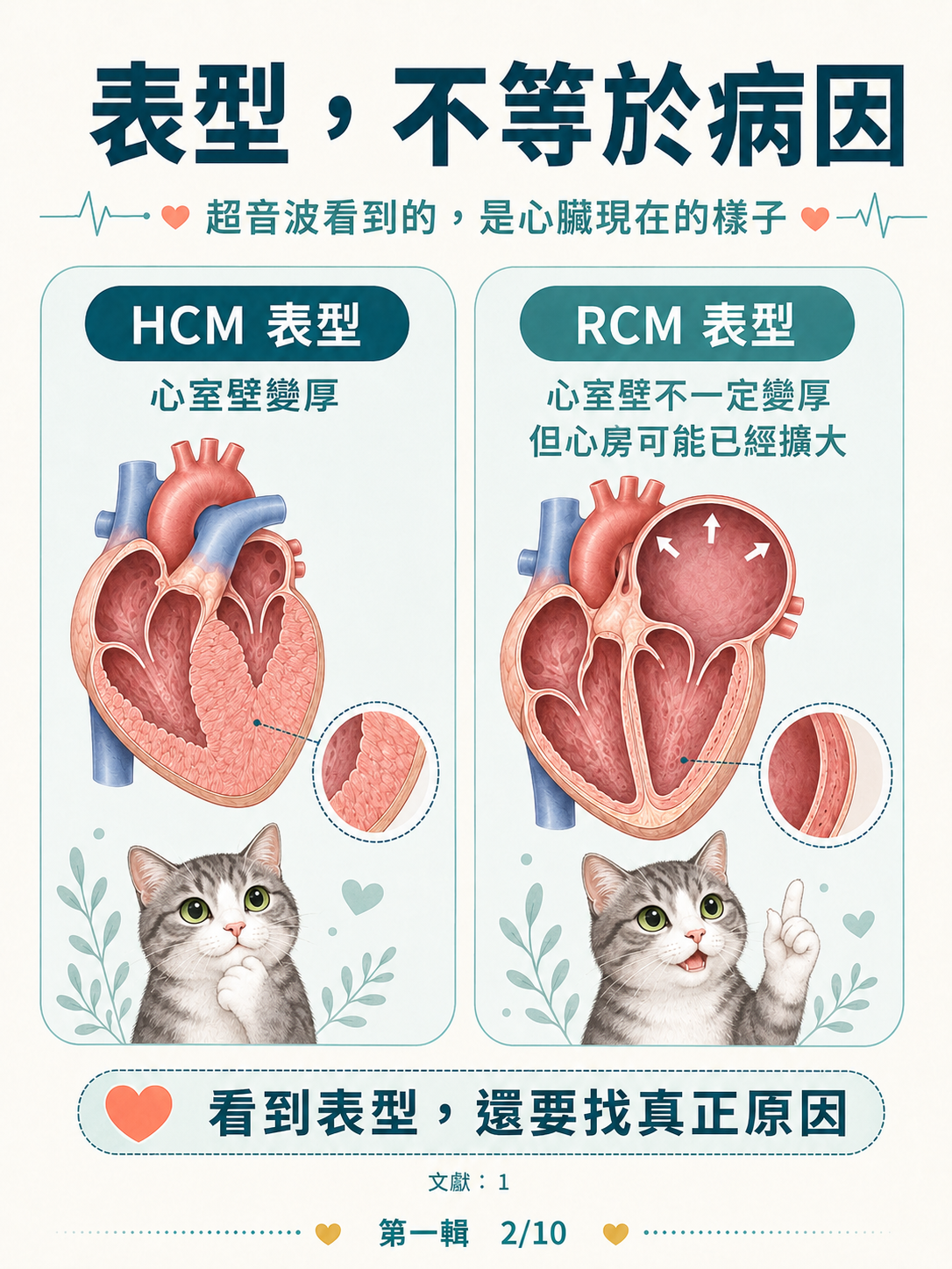 貓 RCM 圖卡 2：表型不等於病因