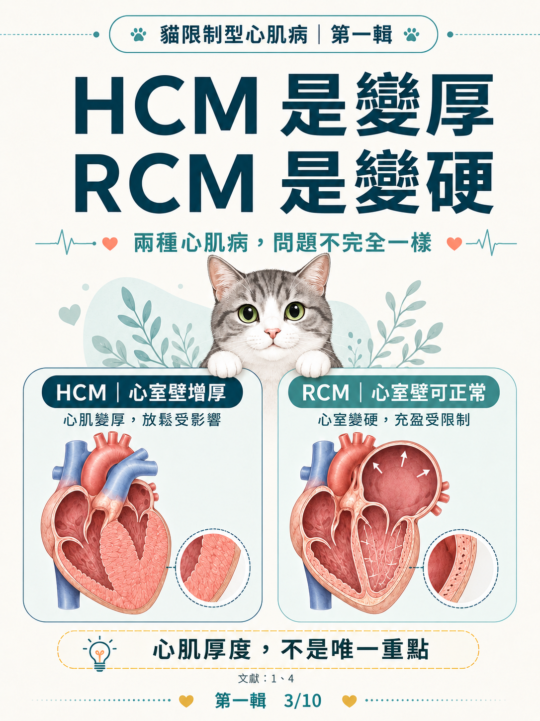 貓 RCM 圖卡 3：HCM是變厚RCM是變硬