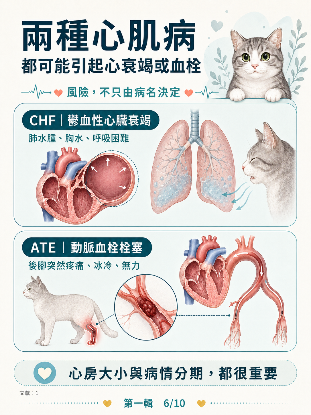 貓 RCM 圖卡 6：兩種心肌病都可能引起心衰竭或血栓
