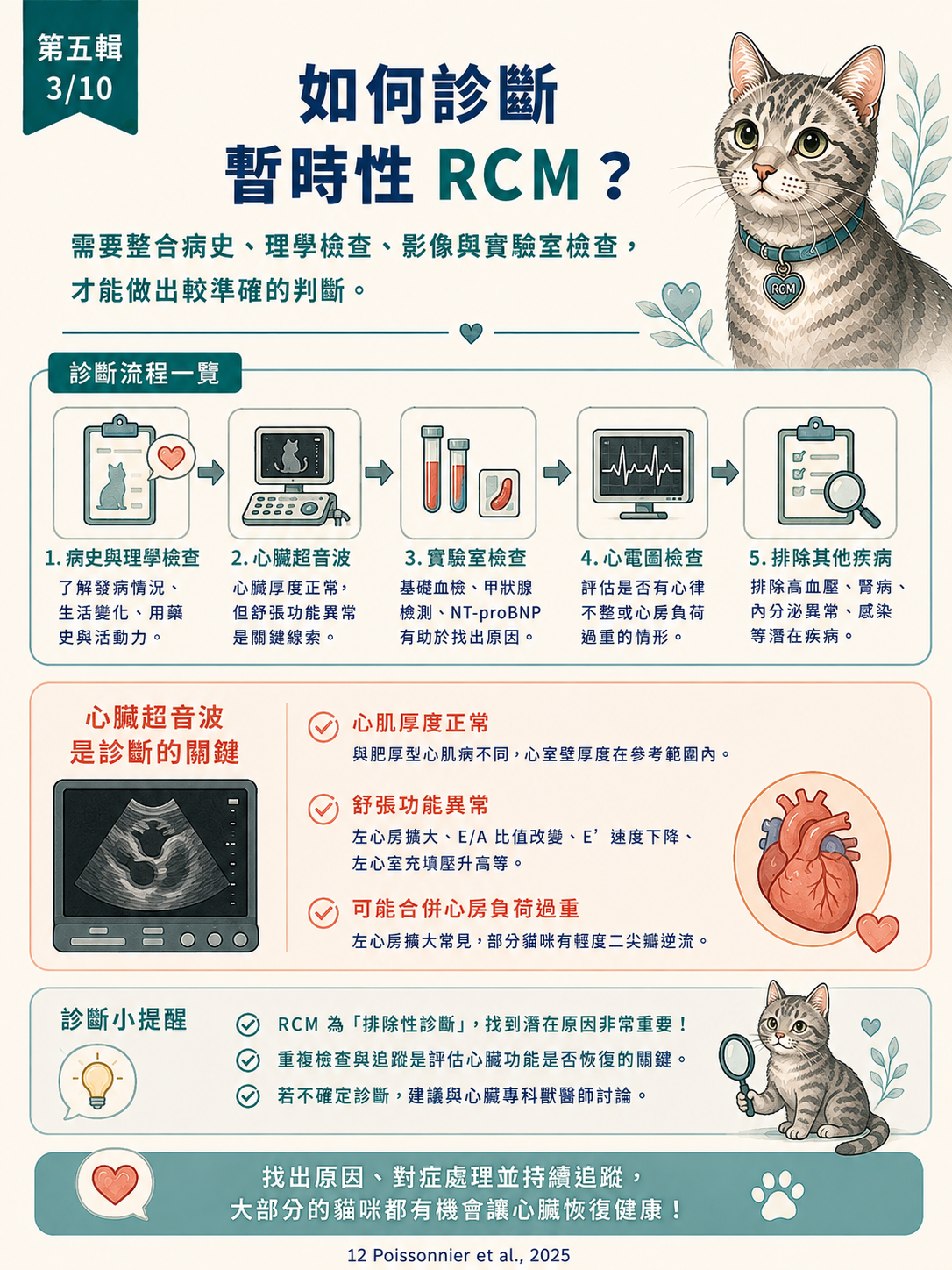 貓 RCM 圖卡 43：如何診斷暫時性RCM