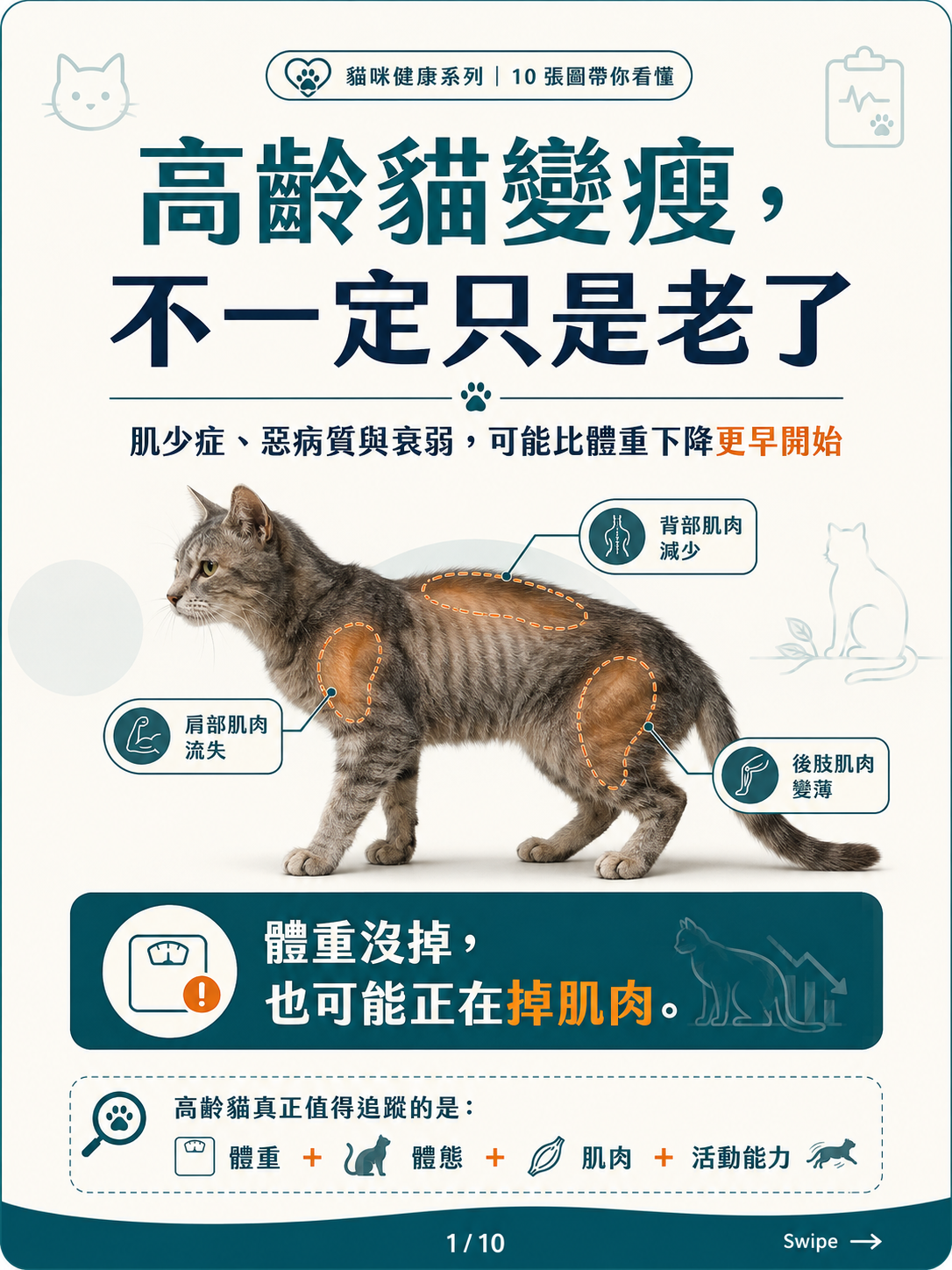 手機直式圖卡集合封面：高齡貓的肌少症、惡病質與衰弱