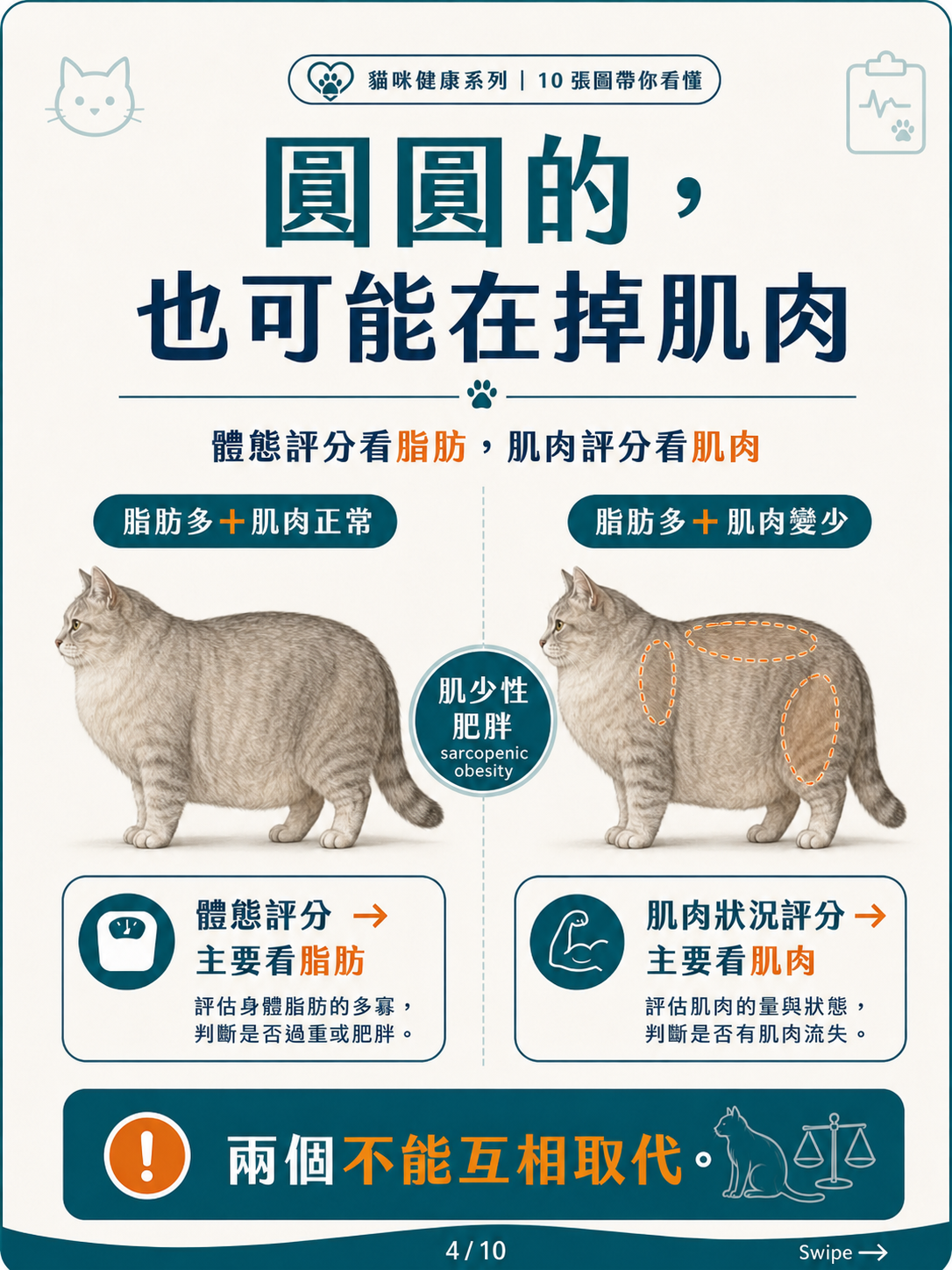高齡貓的肌少症、惡病質與衰弱圖卡 4：圓圓的也可能在掉肌肉
