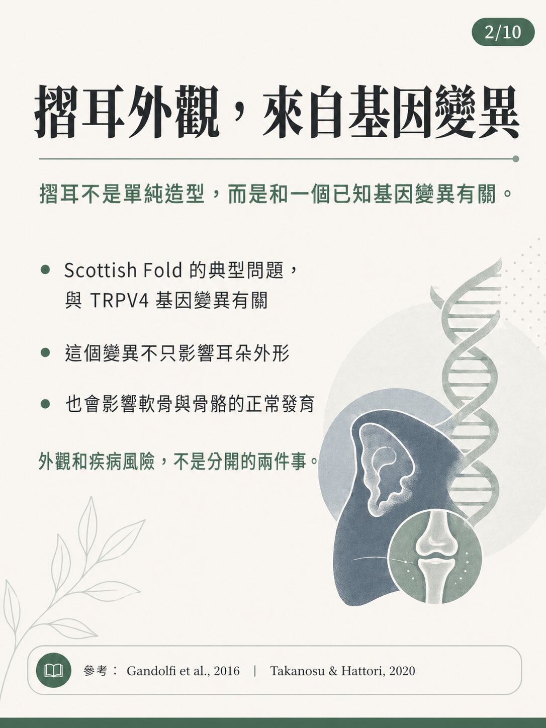 摺耳，不只是外觀圖卡 2