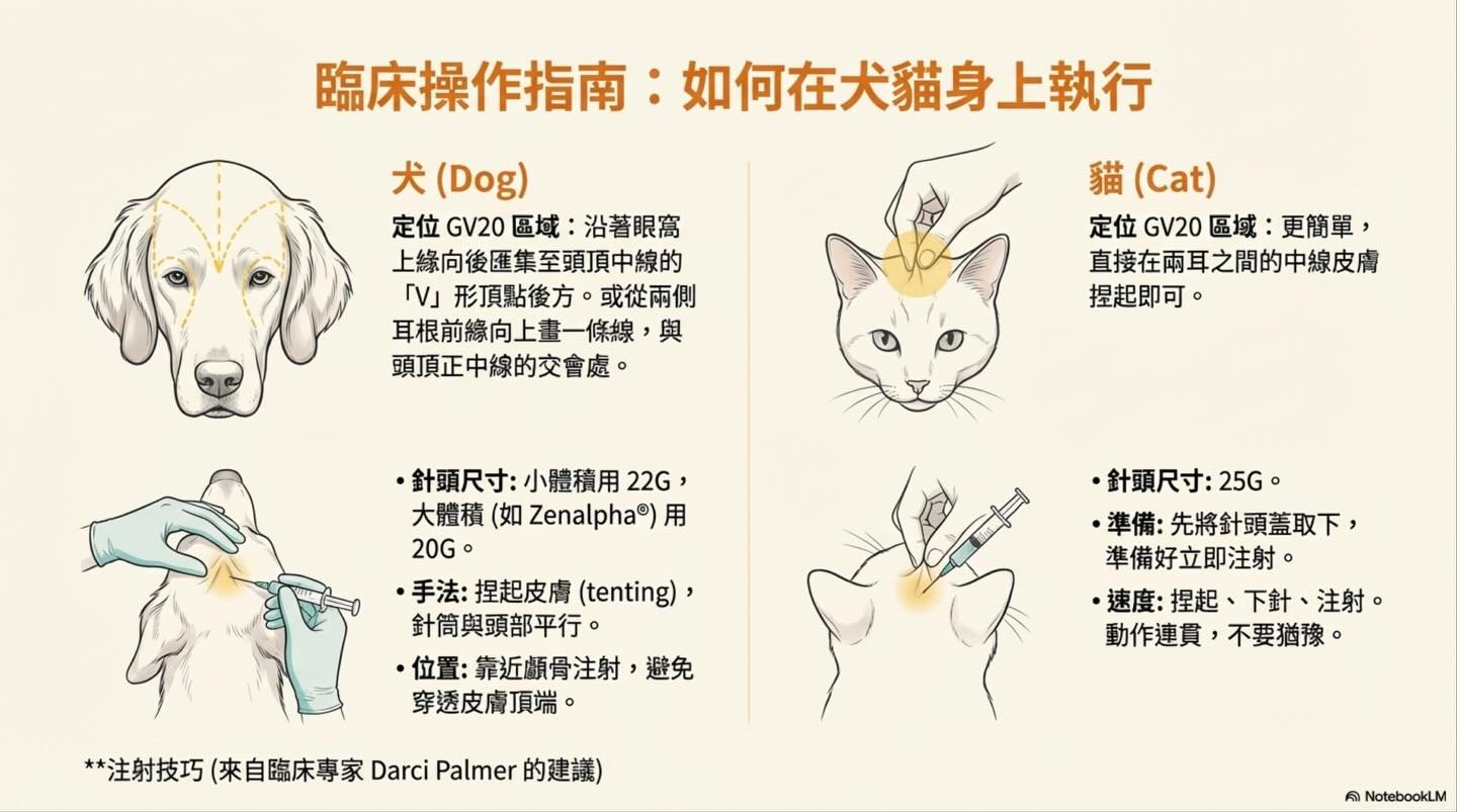 頭頂的鎮靜革命：從穴位到生理學的 GV20 注射技術演進圖卡 11