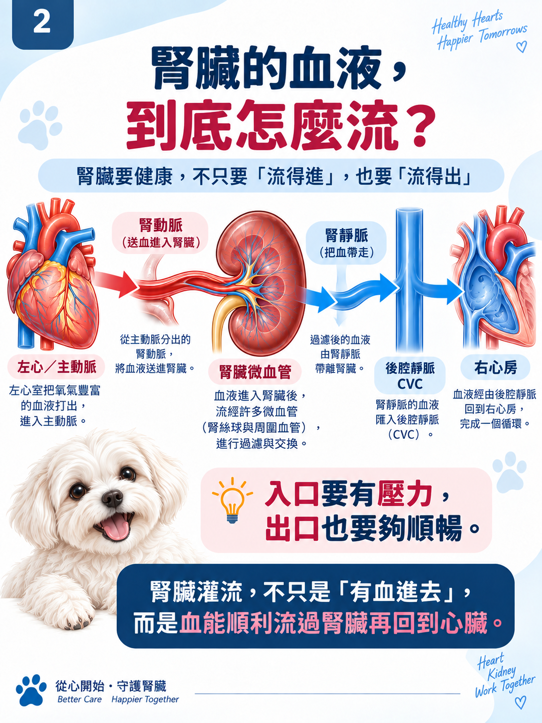 心臟 × 腎臟系列第 2 張：腎臟的血液，到底怎麼流？。