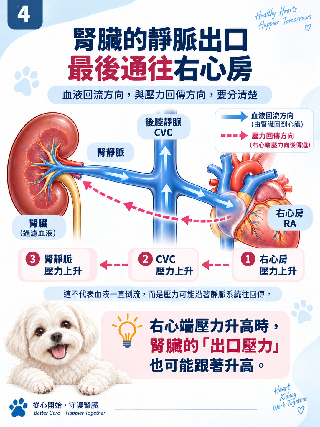 心臟 × 腎臟系列第 4 張：腎臟的靜脈出口，最後通往右心房。