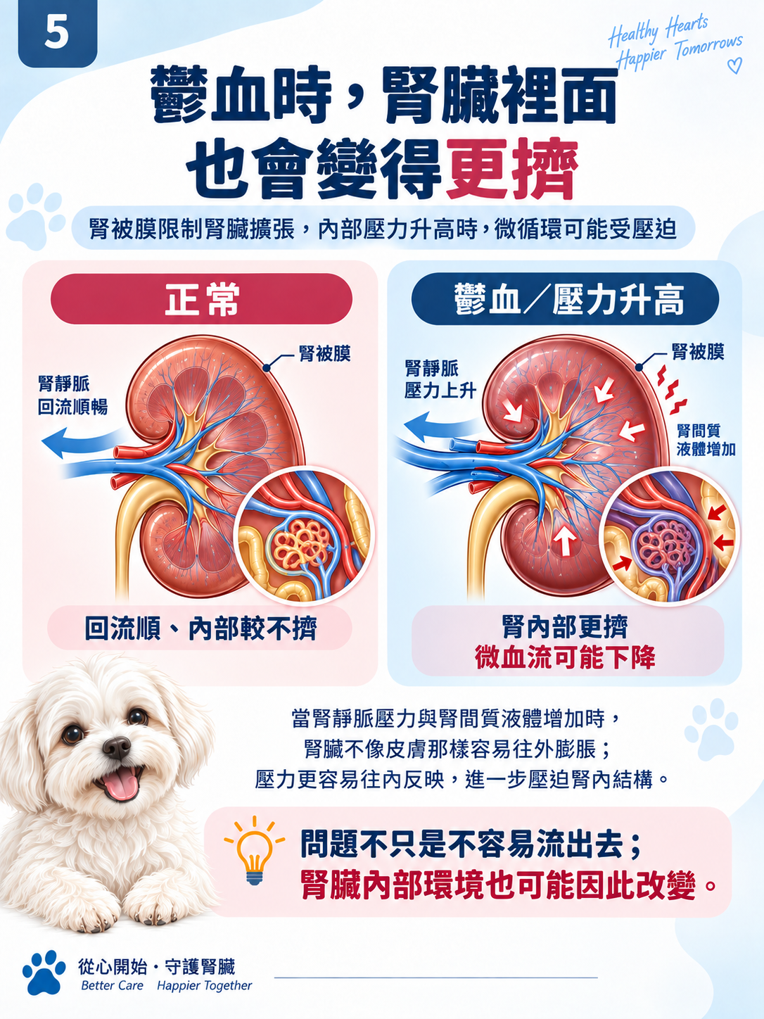 心臟 × 腎臟系列第 5 張：鬱血時，腎臟裡面也會變得更擠。