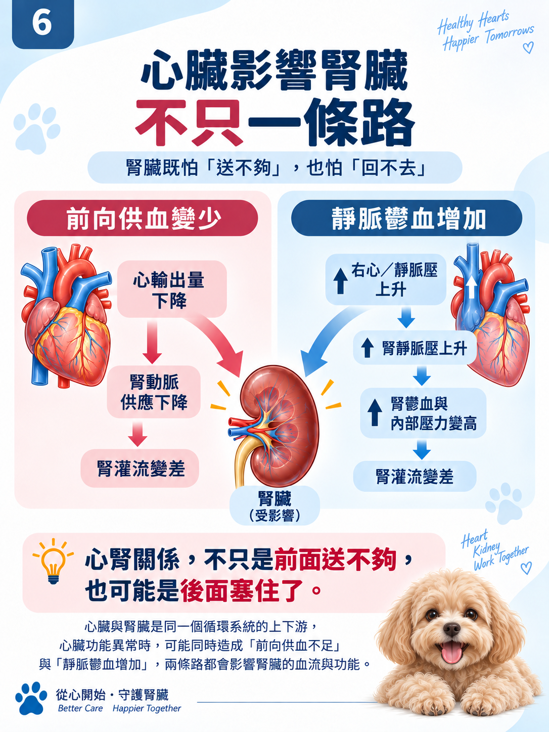 心臟 × 腎臟系列第 6 張：心臟影響腎臟，不只一條路。