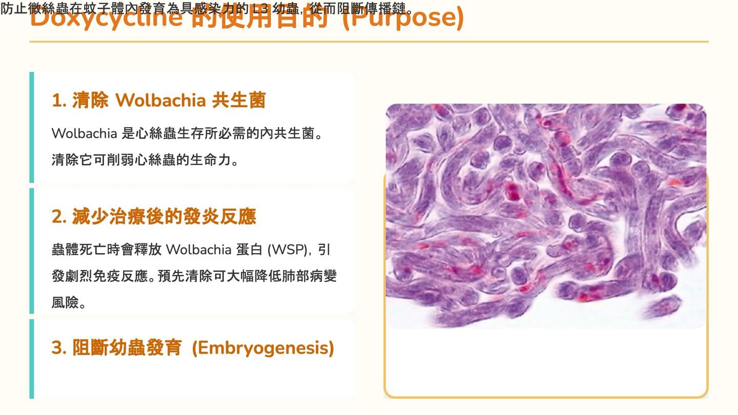 心絲蟲治療新知更新：Doxycycline 使用指引圖卡 2