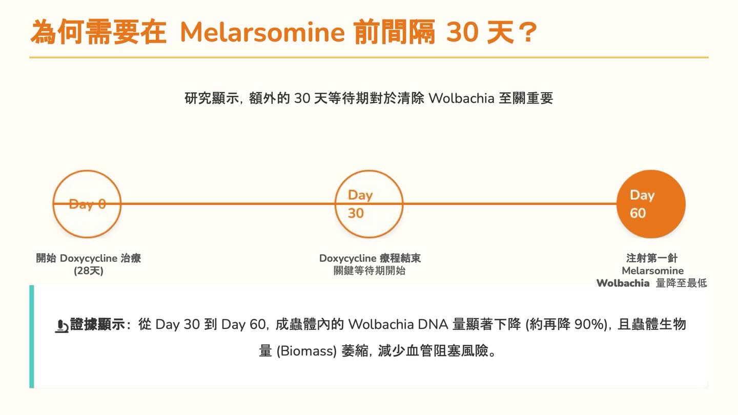 心絲蟲治療新知更新：Doxycycline 使用指引圖卡 3