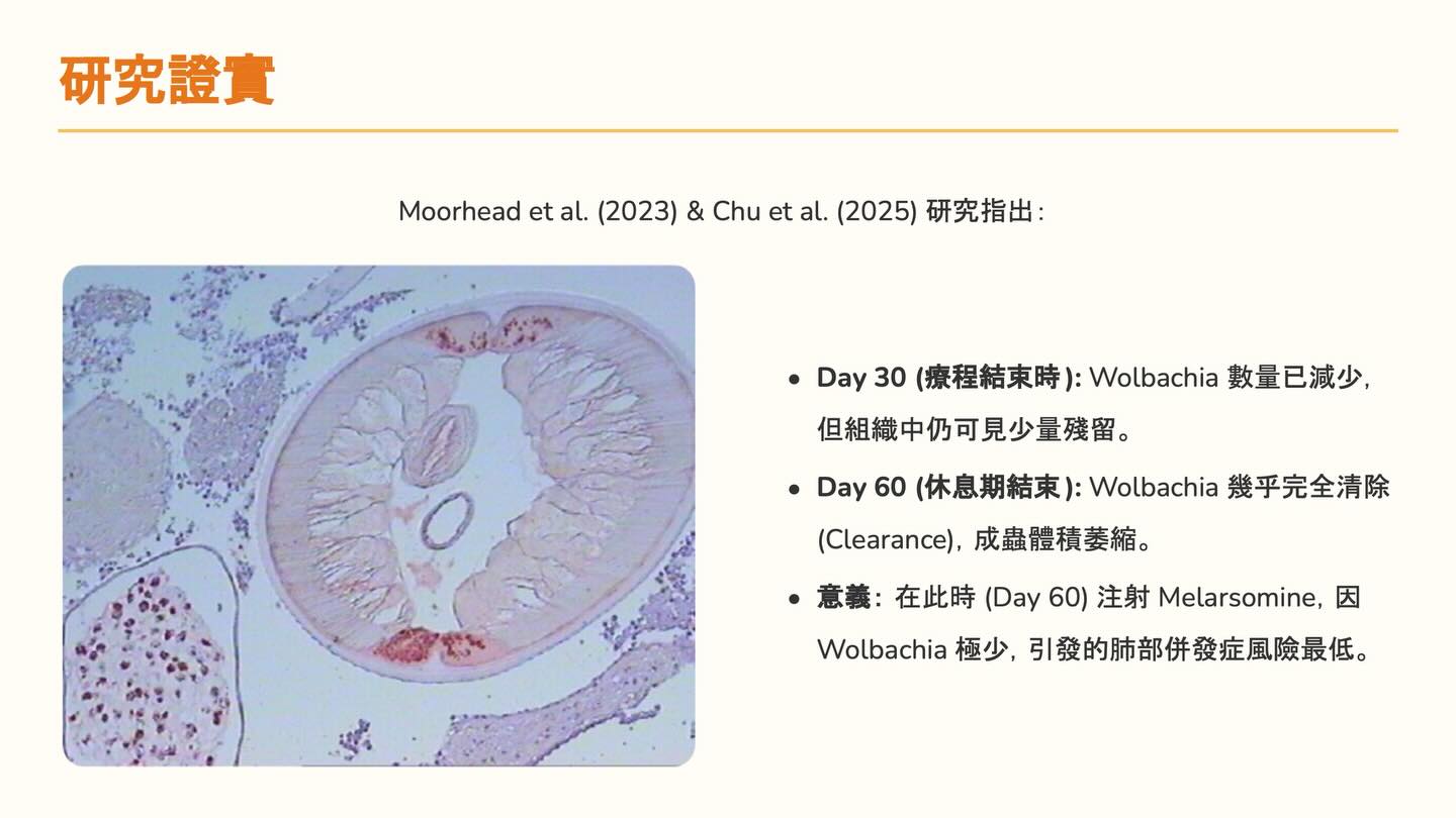 心絲蟲治療新知更新：Doxycycline 使用指引圖卡 6