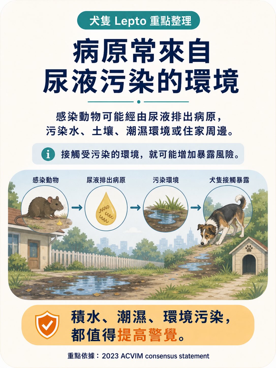 Lepto：不是只有鄉下狗才會遇到的疾病圖卡 3