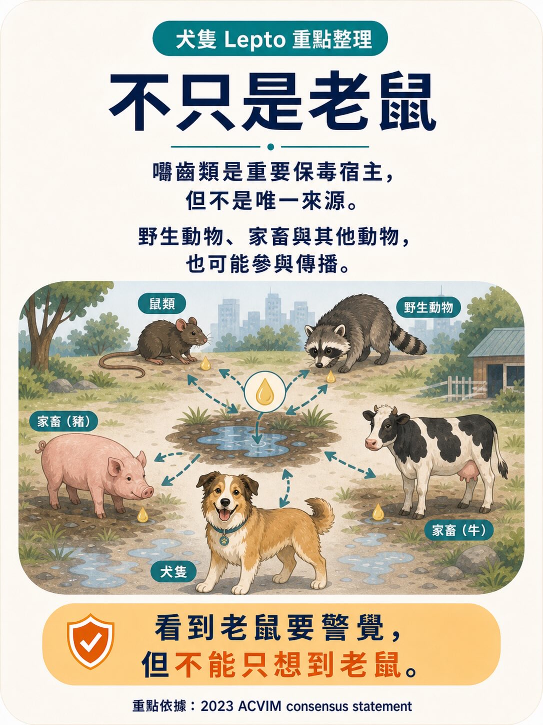 Lepto：不是只有鄉下狗才會遇到的疾病圖卡 4