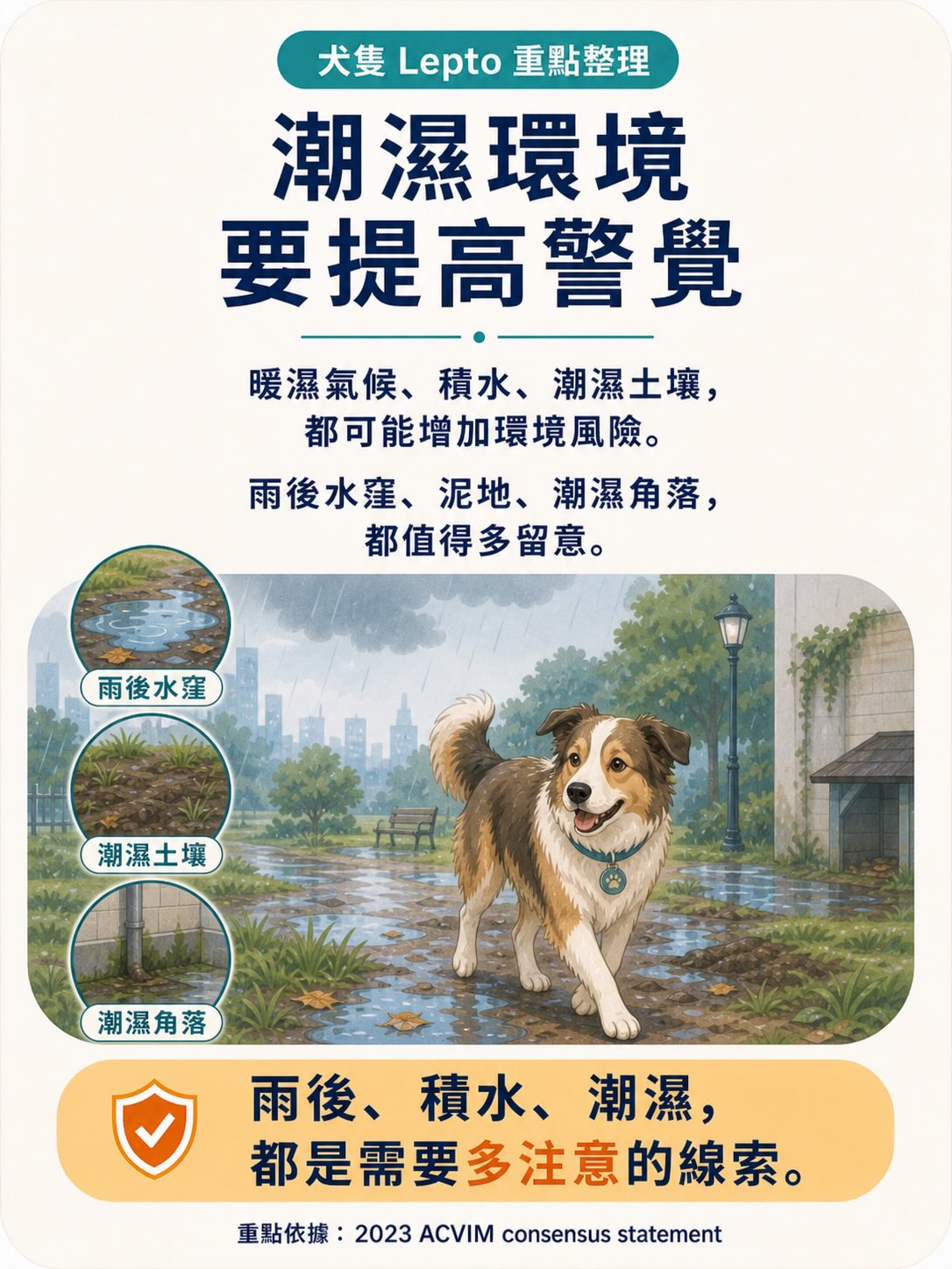 Lepto：不是只有鄉下狗才會遇到的疾病圖卡 6
