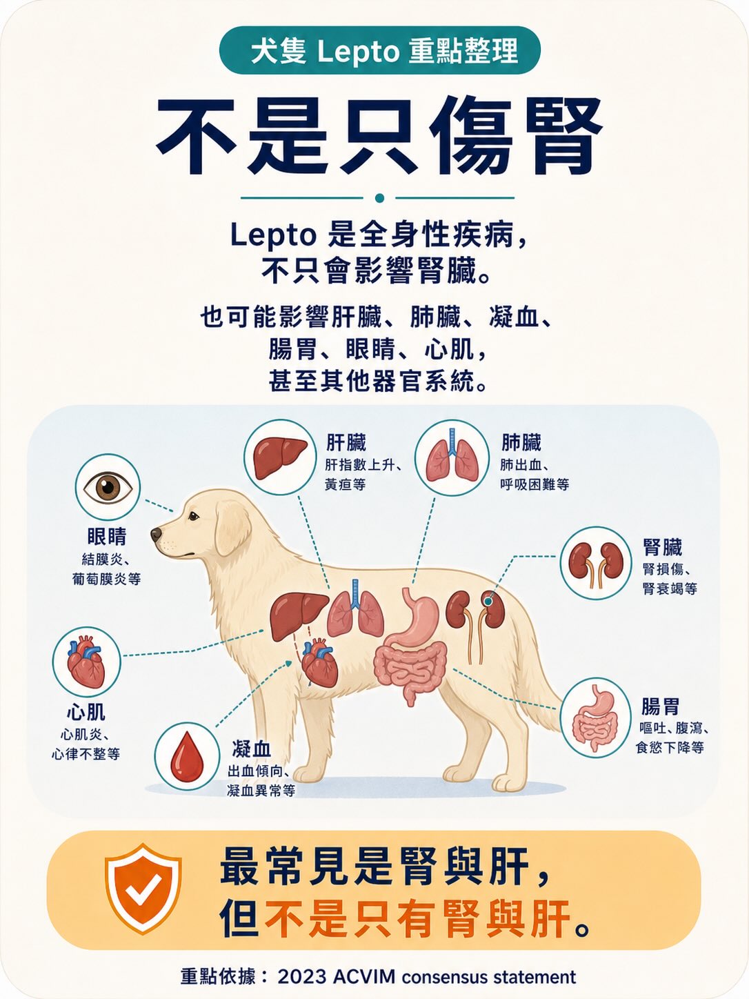 Lepto：不是只有鄉下狗才會遇到的疾病圖卡 9