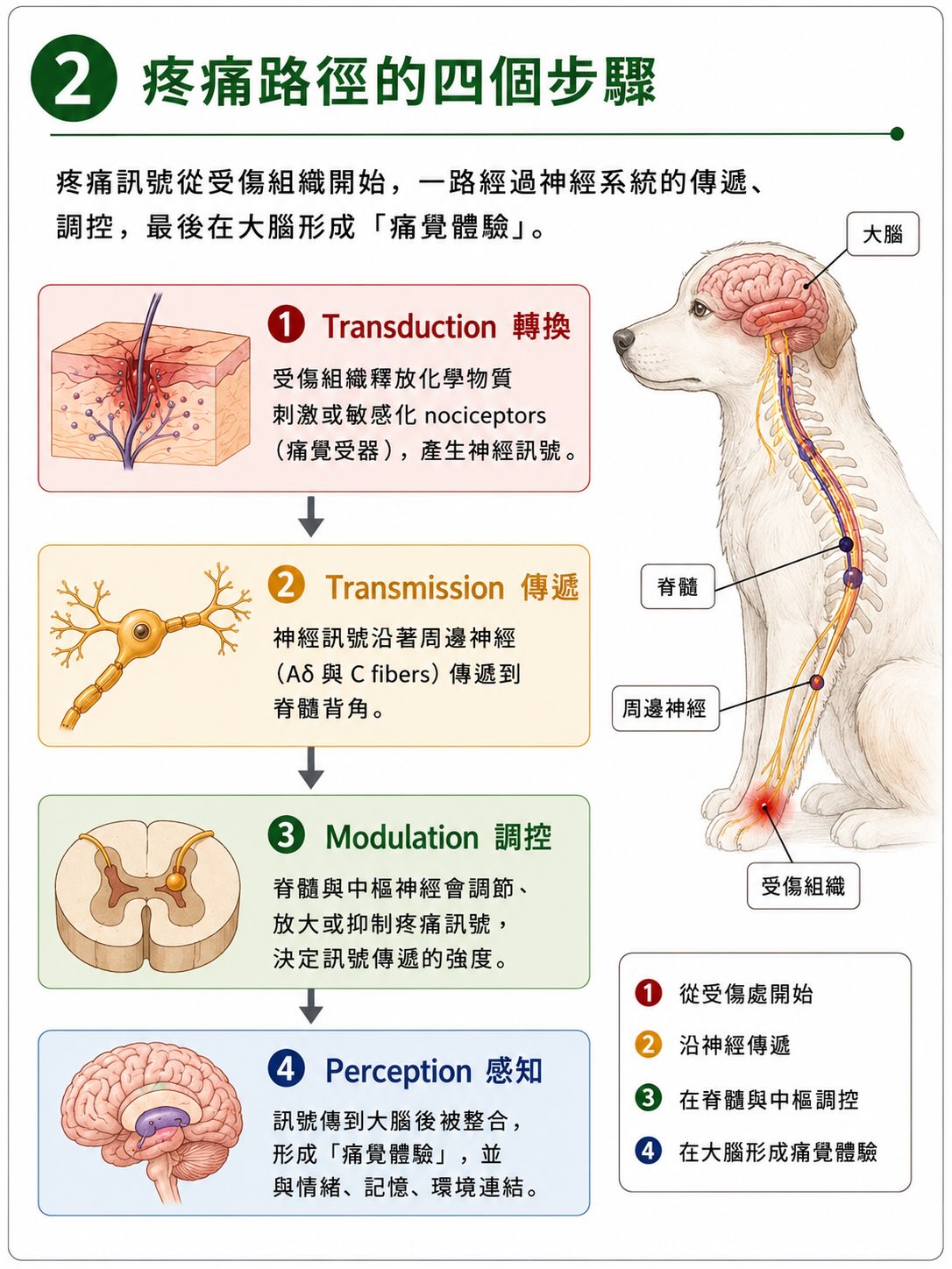 疼痛不是從傷口開始，而是在大腦完成圖卡 2