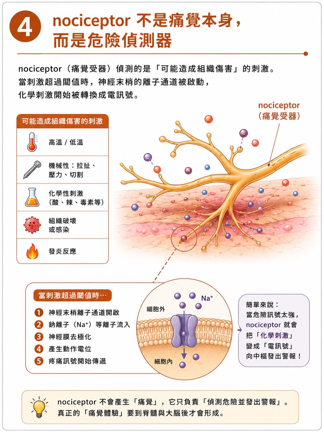 疼痛不是從傷口開始，而是在大腦完成圖卡 4