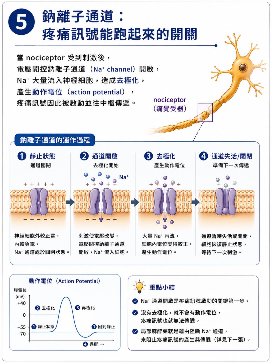疼痛不是從傷口開始，而是在大腦完成圖卡 5