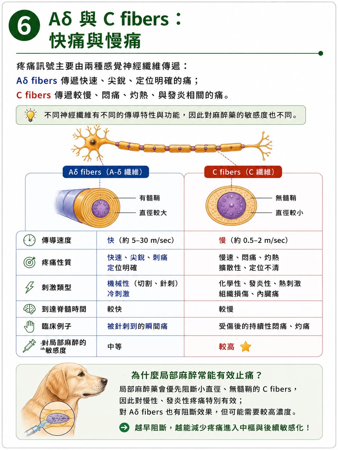 疼痛不是從傷口開始，而是在大腦完成圖卡 6