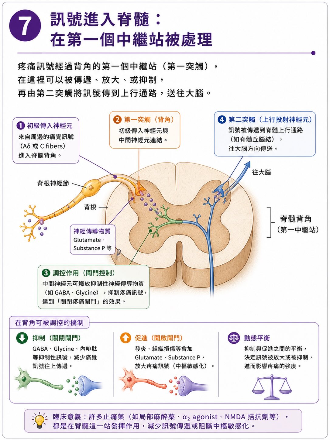 疼痛不是從傷口開始，而是在大腦完成圖卡 7
