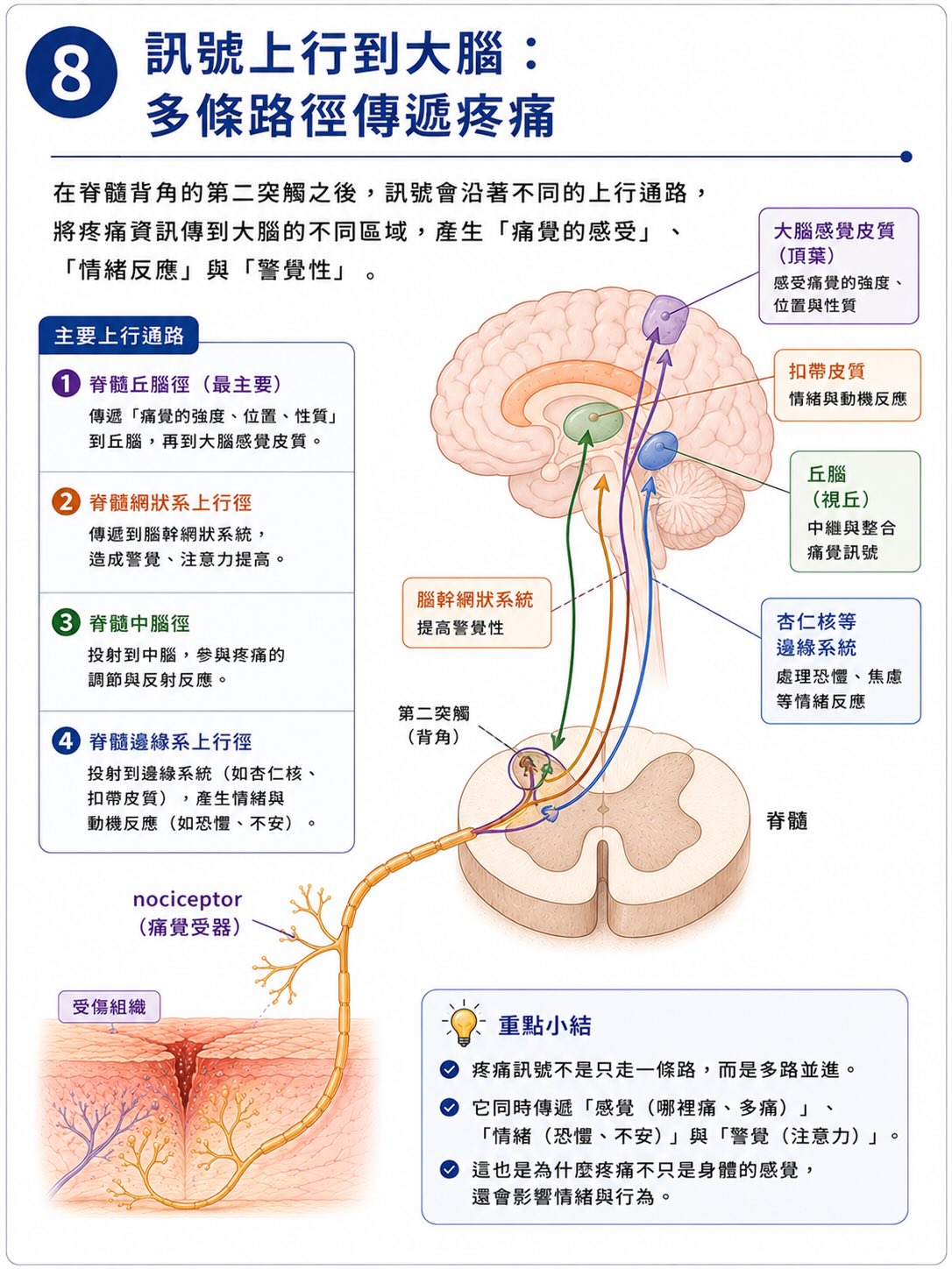 疼痛不是從傷口開始，而是在大腦完成圖卡 8