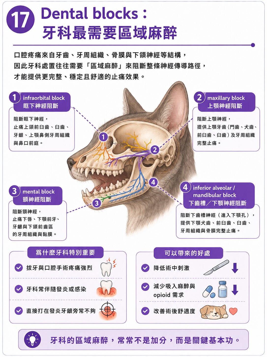 疼痛不是從傷口開始，而是在大腦完成圖卡 17