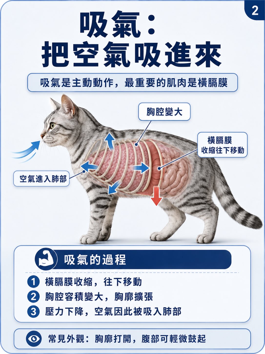 從正常呼吸，到矛盾式呼吸圖卡 2