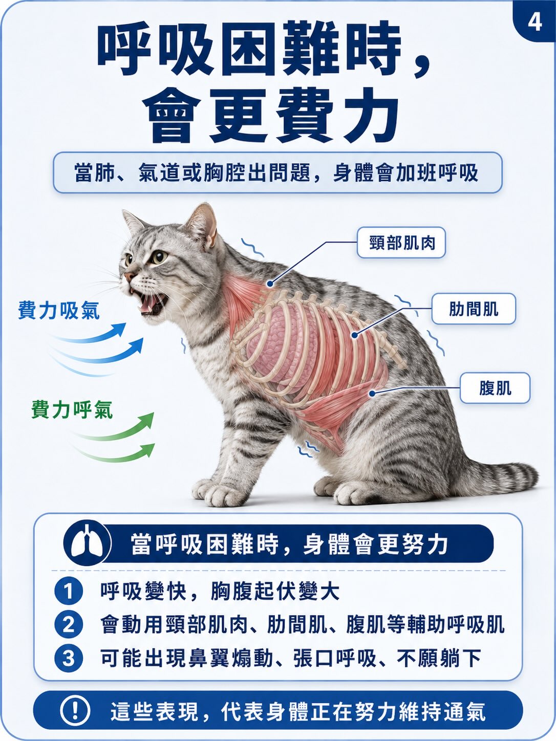 從正常呼吸，到矛盾式呼吸圖卡 4