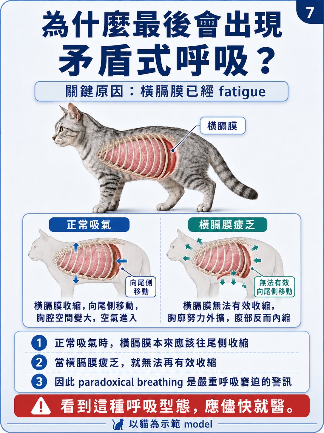 從正常呼吸，到矛盾式呼吸圖卡 7