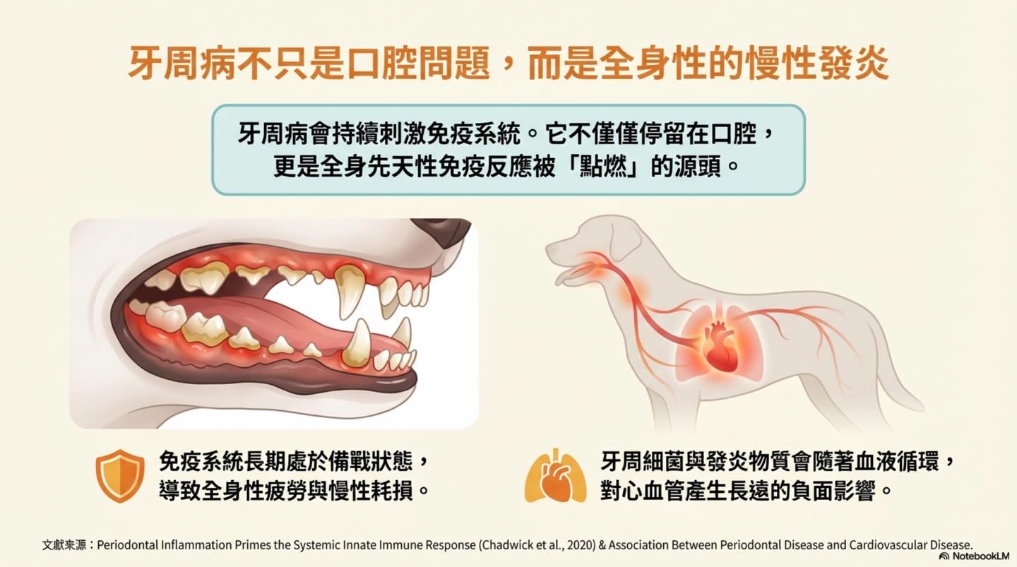 隱藏在牙齦下的心血管危機與麻醉抉擇圖卡 2