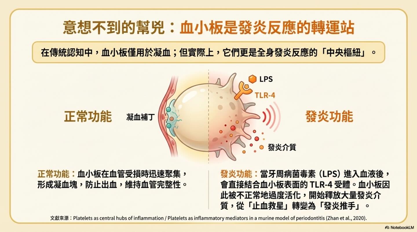 隱藏在牙齦下的心血管危機與麻醉抉擇圖卡 4
