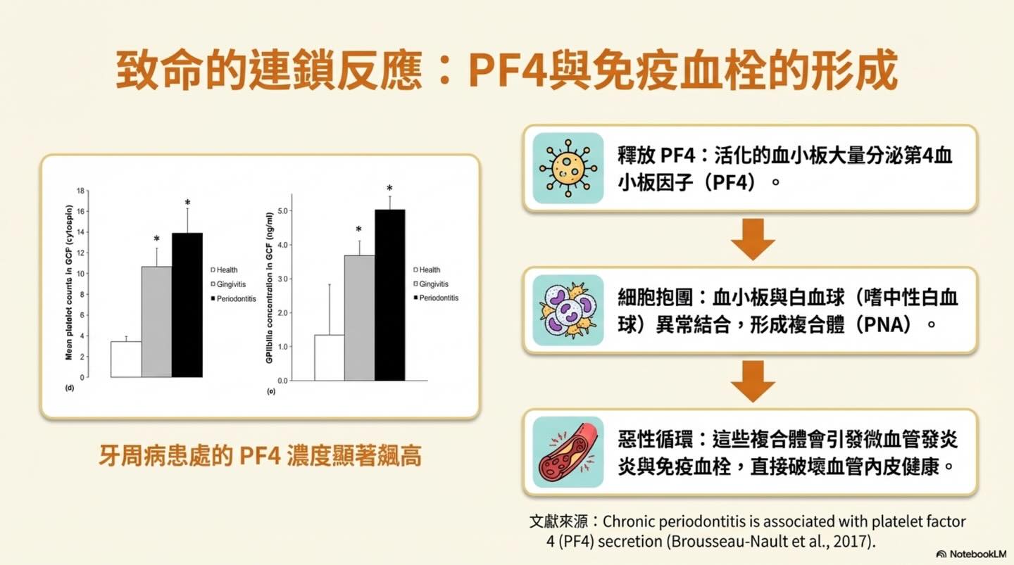 隱藏在牙齦下的心血管危機與麻醉抉擇圖卡 5