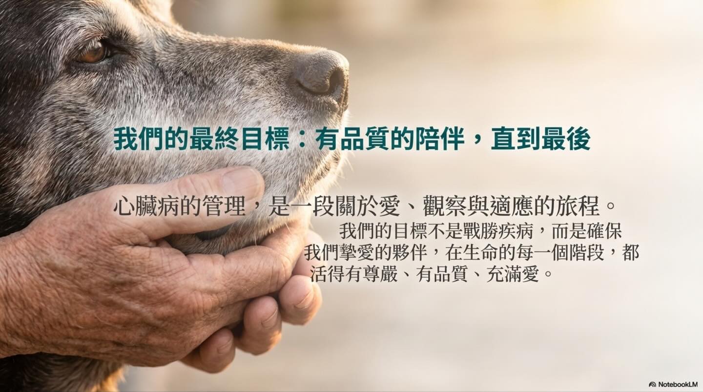 寵物心臟病照護：我們的目標是管理，而非治癒圖卡 10