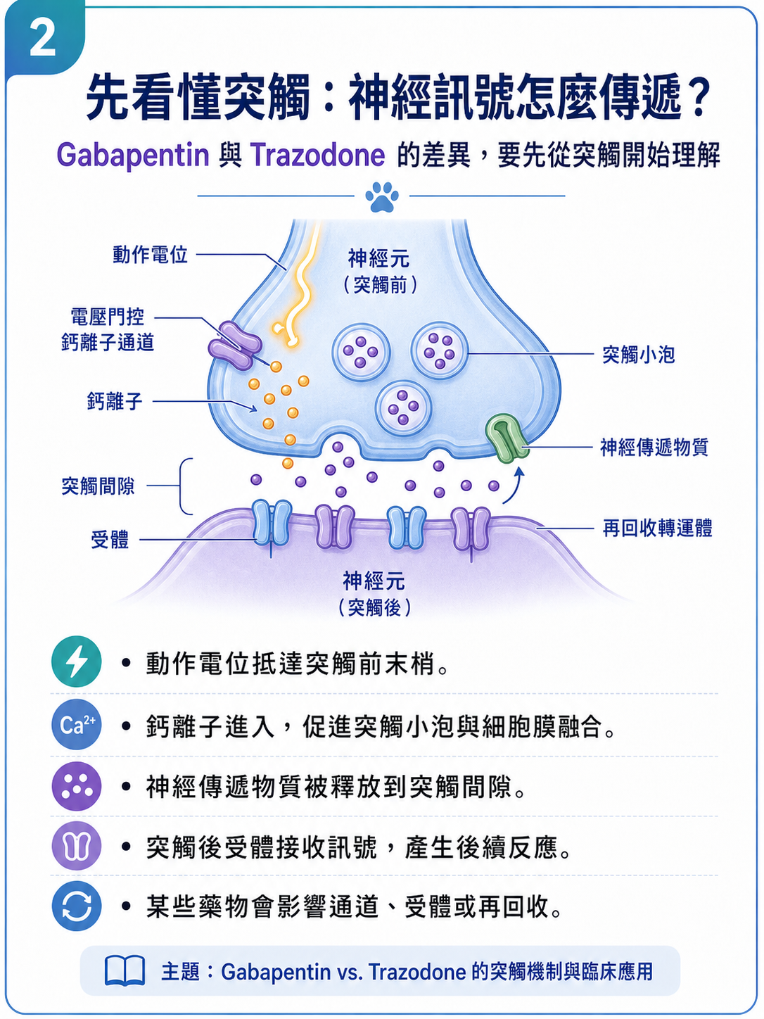 PVPs 圖卡 2：先看懂突觸，神經訊號怎麼傳遞？