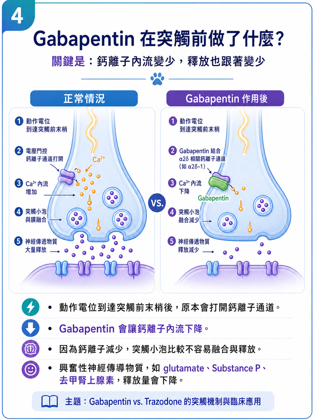 PVPs 圖卡 4：Gabapentin 在突觸前做了什麼？
