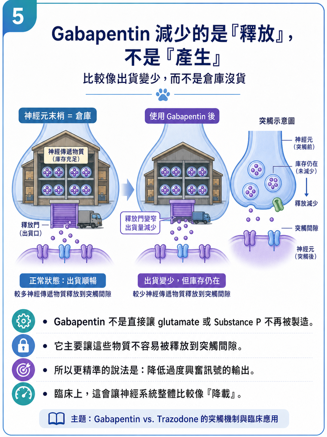 PVPs 圖卡 5：Gabapentin 減少的是釋放，不是產生