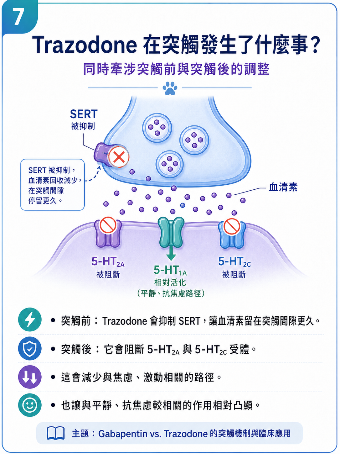 PVPs 圖卡 7：Trazodone 在突觸發生了什麼事？