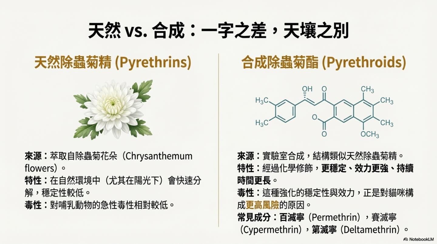 潛伏家中的隱形殺手：除蟲菊對貓的致命毒性圖卡 3